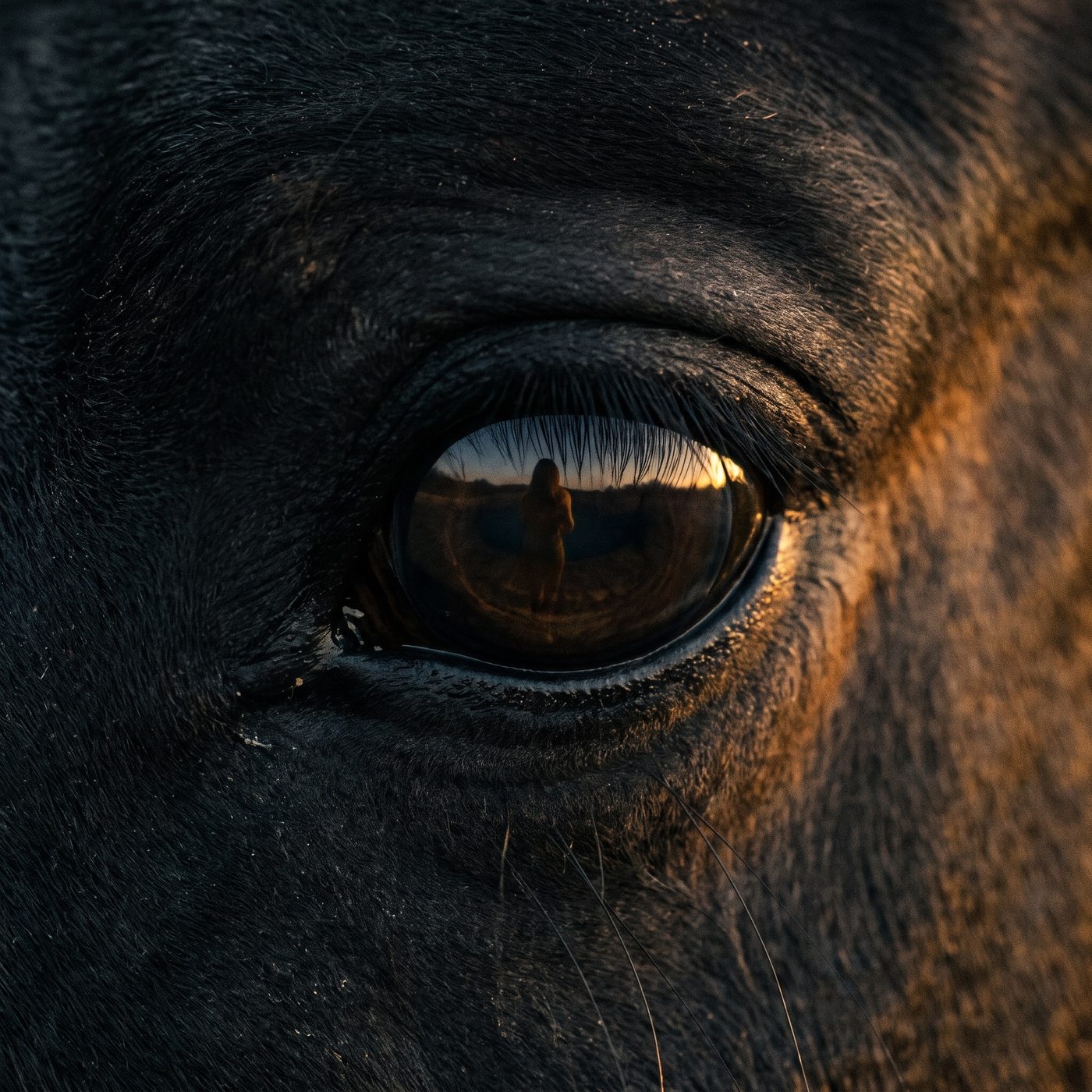 Primer plano del ojo de un caballo reflejando una figura humana