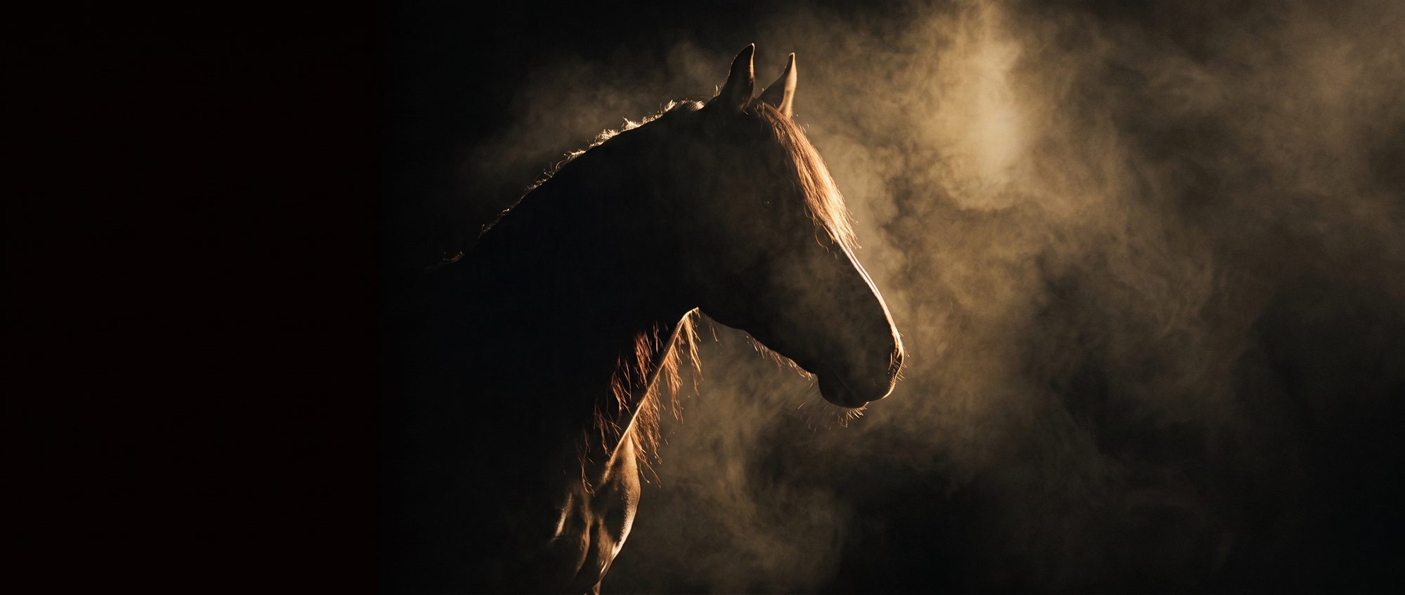 Caballo negro con luz dorada de perfil en la penumbra